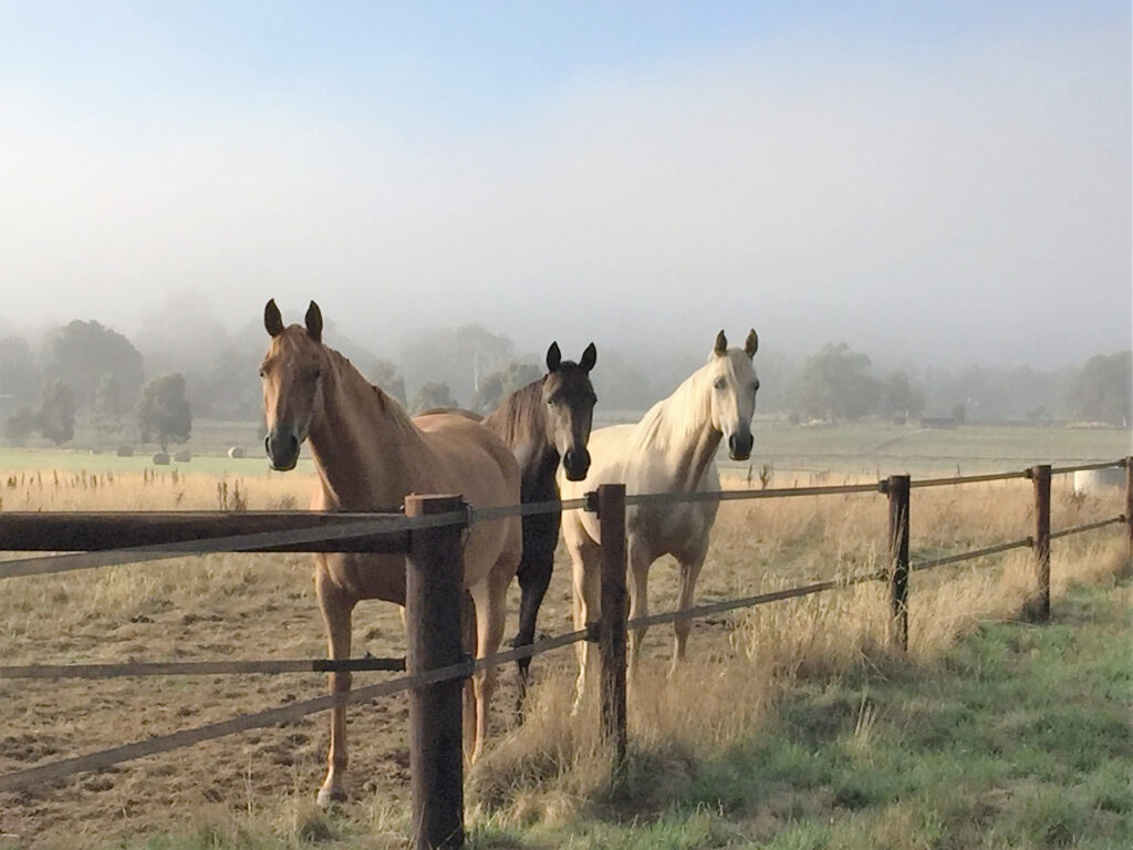 två Bruna 40 mm band och hästar i Australien