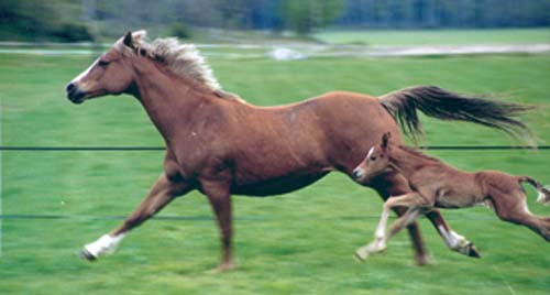 Hästar springer fort
